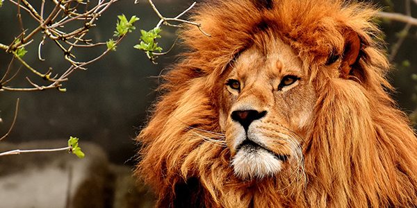 Lejon i Djurpark, Pixabay